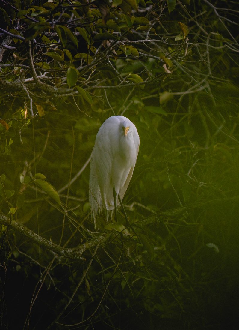 Great egret resting in shaded wetland