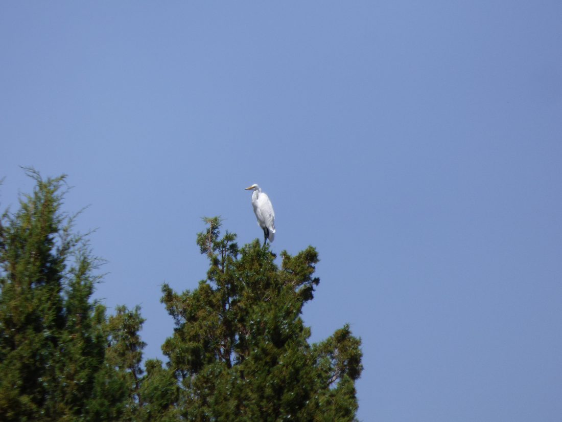 Egret perched atop an evergreen