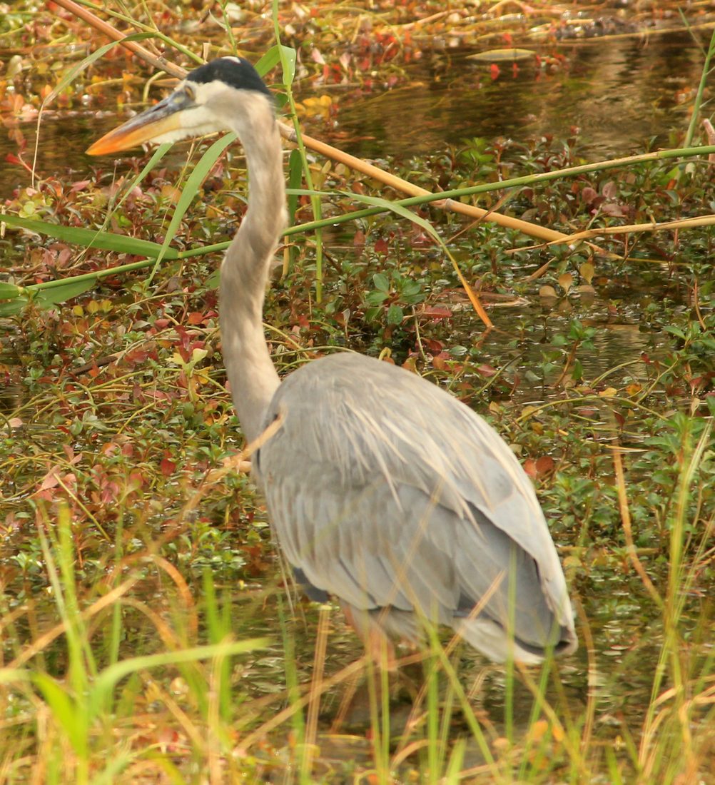 Great blue heron wading through marsh grass