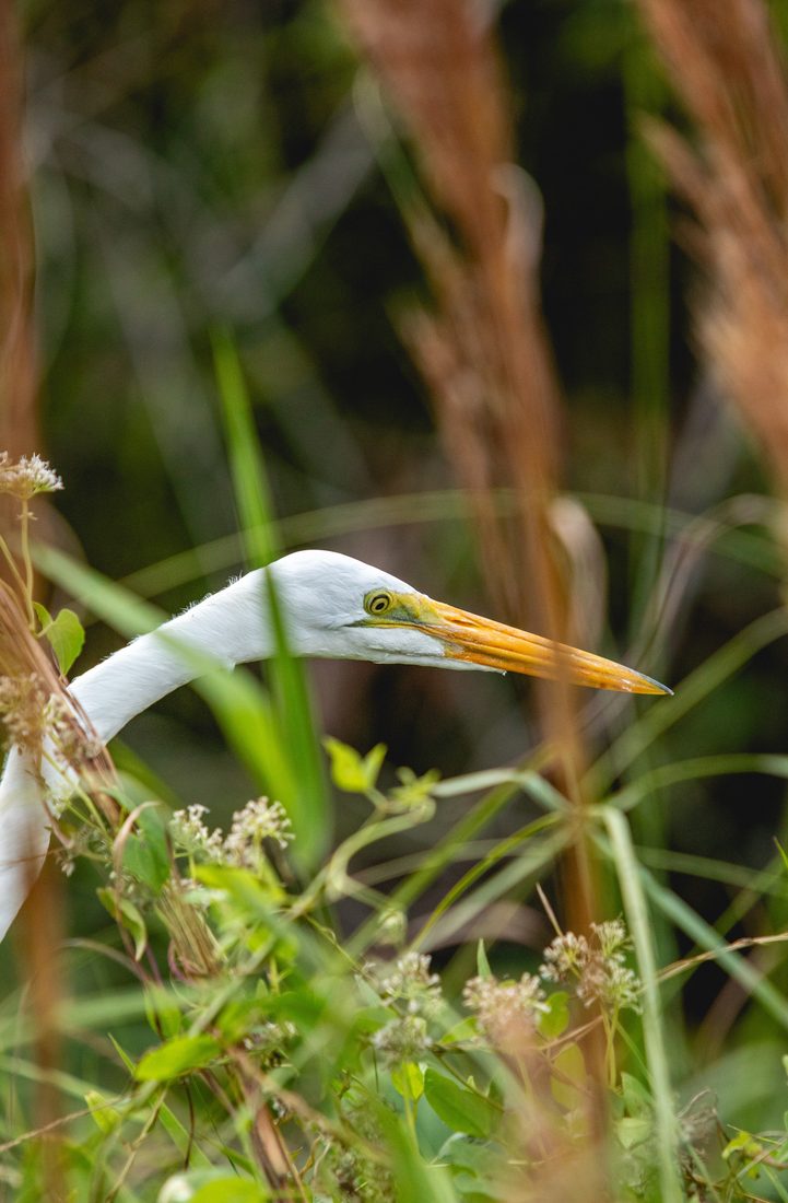 Great egret among tall reeds
