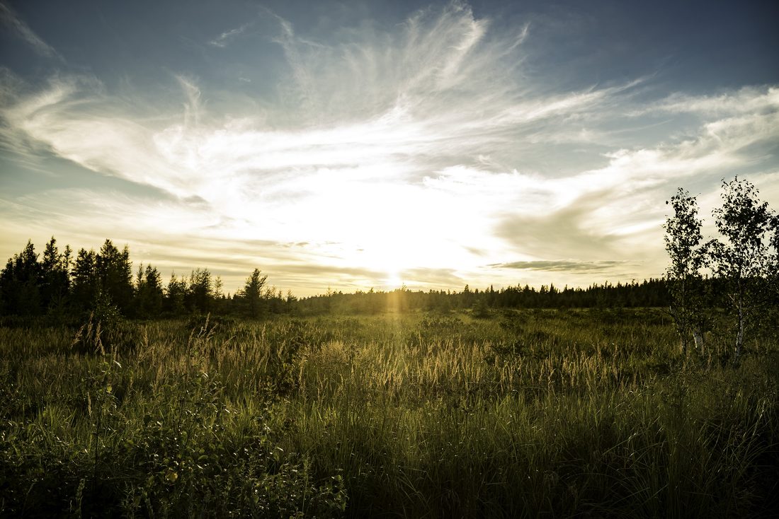Evening light over a grassy marsh